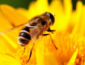 蜜蜂窝怎么取下来最安全 113742808.png