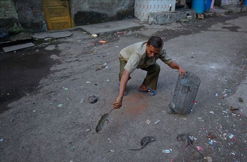 印度特殊的工种:捕鼠者