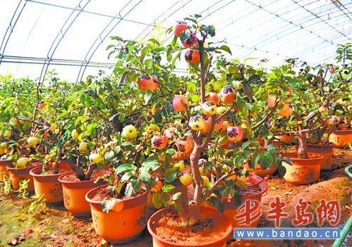 睡在地暖房长出安全菜