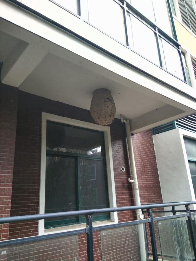 小区居民家中巨型蜂窝扰民 求助相关部门处理