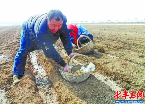 惊蛰过,天晴好,开种金豆豆