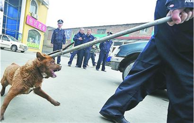 疯狗10分钟咬伤9人 警民合围将其捕杀(图)