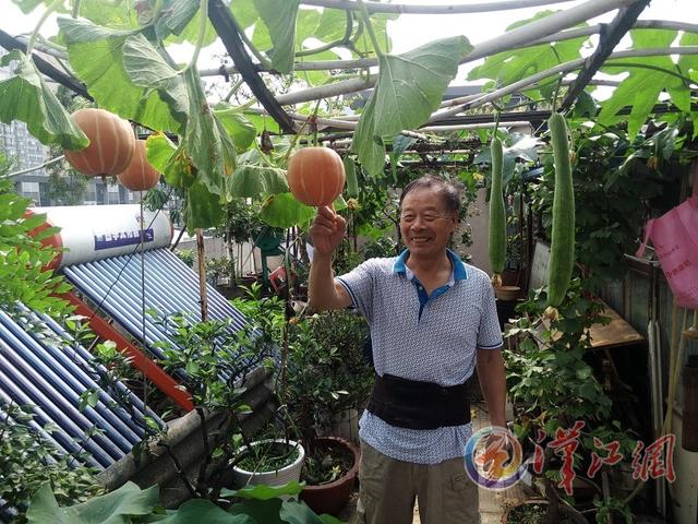 七旬老人建"空中果园" 百余平方米楼顶瓜果飘香