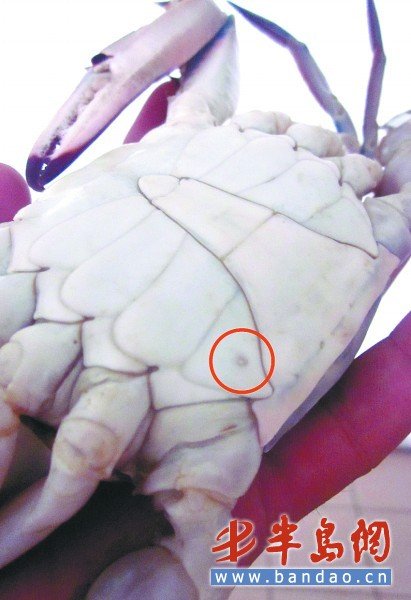 大螃蟹煮后只剩空壳细一看身上竟有小孔_大楚