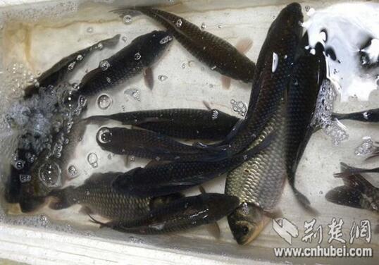 武汉淡水鱼价格或于8月大涨 螃蟹供应恐大打折