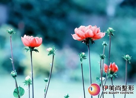 伊美尚丽人行·嫩白<em>女人如花绽放</em>_大楚网_腾