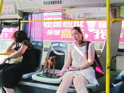 武汉公交上小狗独占一座 乘客倡导要文明乘车