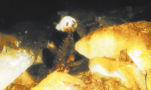 大熊猫竟吃肉
