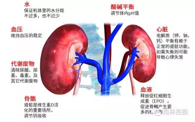 湖北一女子长了四个肾 有种功能远超常人(图)