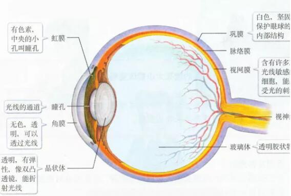 近视眼手术会影响到视网膜吗?真相竟是这样!