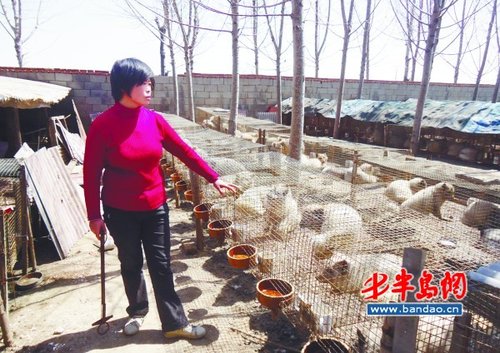田莉家养殖了600多只情趣狐狸语提示图片