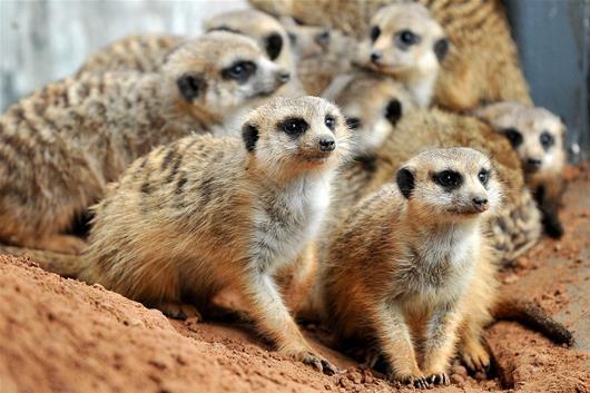 六一 将至 宜昌儿童公园来了一群非洲小萌宠