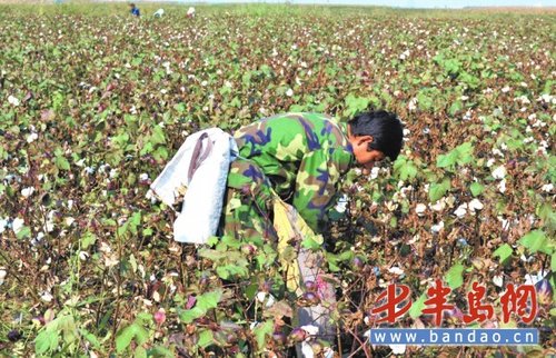 棉花降价近一半衣服涨价两三成