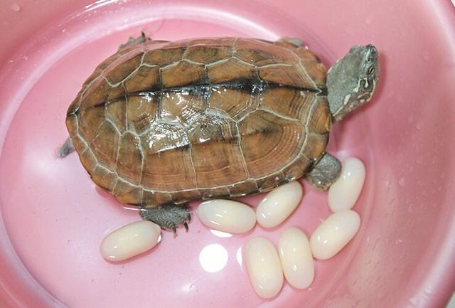 家养12岁乌龟产下7枚龟蛋 主人决定吃掉它们