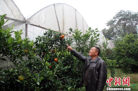 湖北农民试水大棚种柑橘 每斤卖200元(图)
