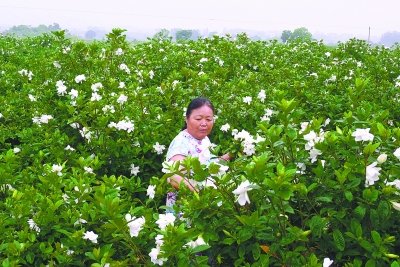 武汉海量栀子花来自黄陂 批发价一角钱一朵