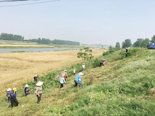 应城启动堤防割草除杂工作 投资40万20天完成