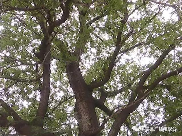 孝昌一古树树龄逾500年 现为省一级保护古树名木
