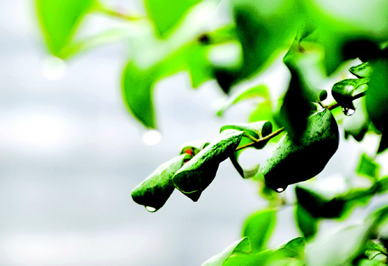 未来三天宜昌城区将持续小雨天 市民需注意保