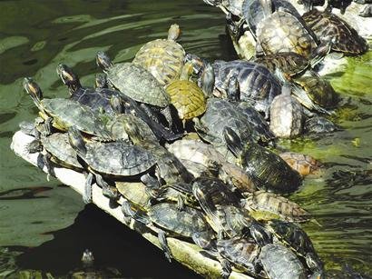 归元寺 乌龟军团 晒太阳 专家提醒预防入侵生物