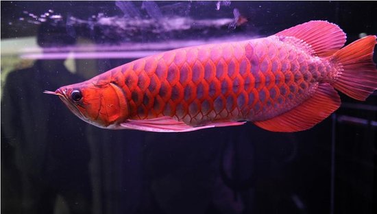 �����й����Ĳ�Ʒ�г���һ������268��