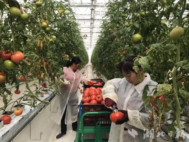 荆门建成现代农业“梦工厂”一个西红柿重1.5斤