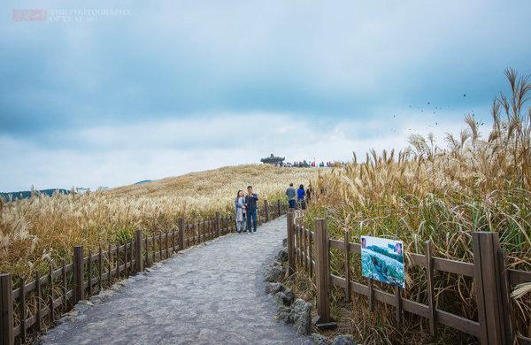 去济州岛,赴一场芒花飞舞的约会