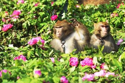 万株反季牡丹入驻东湖猴岛 景区猴子闹新春