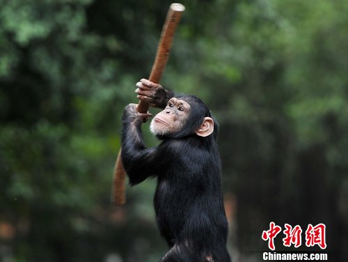 3月17日,广西南宁动物园的一只猩猩在饲养员示意下,灵活地翻转手中_动物世界 3月17日,广西南宁动物园的一只猩猩在饲养员示意下,灵活地翻转手中