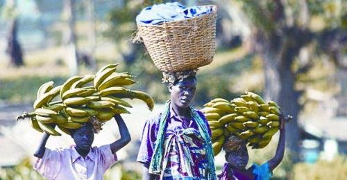 坦桑尼亚人吃香蕉蘸辣椒 口感像土豆