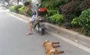 男子将小狗拖拽致死