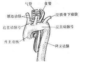 《白话医学》第01期:主动脉的结构