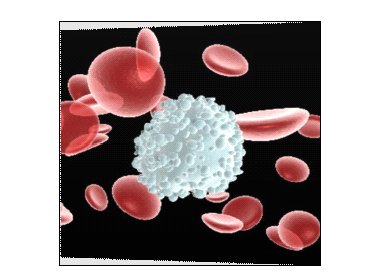 胎盘间充质干细胞与脐带血造血干细胞作用