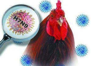 中国新增5例人感染H7N9禽流感病例 1人死亡