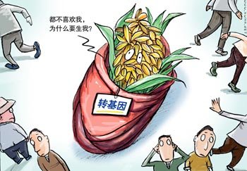 农业部回应转基因大米动物试验:旨在科研