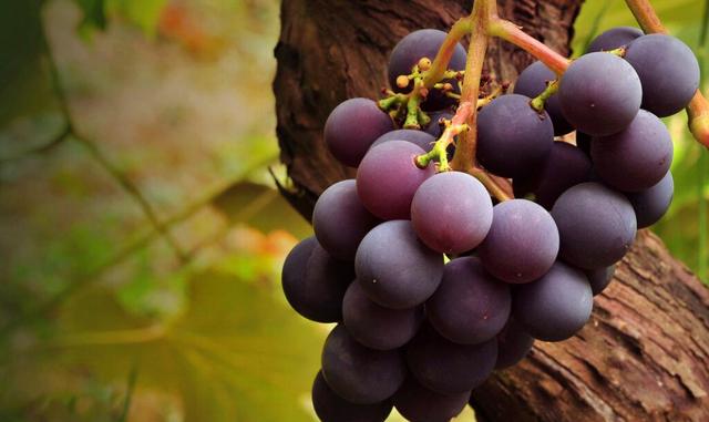 葡萄好神！超级厉害的淡斑果汁