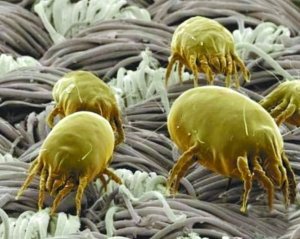 警惕床上健康杀手枕芯里一半是霉菌和螨虫