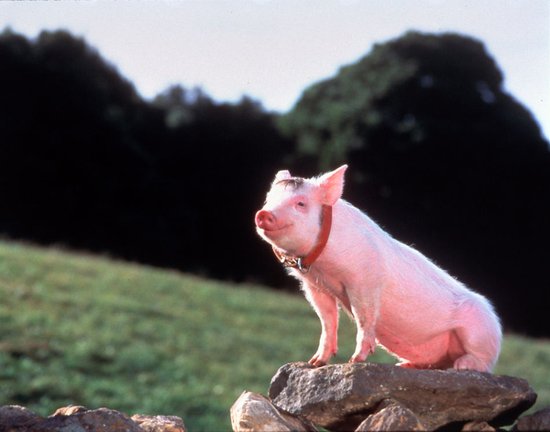 口蹄疫疫情广东处理900余头患口蹄疫猪