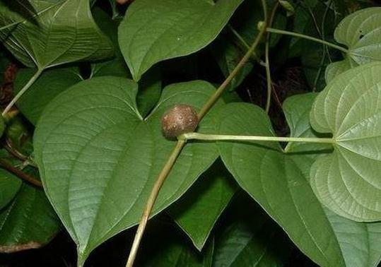 老中医带你了解神经性皮炎的几个小偏方