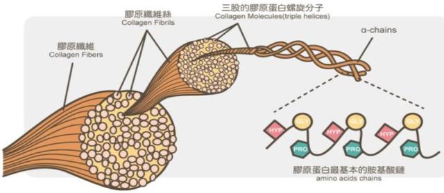 胶原蛋白是一种蛋白质由三重螺旋结构的氨基酸长链所组成