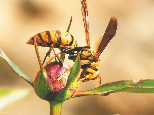 陕西安康频发毒蜂蜇人事件 已致21人死亡