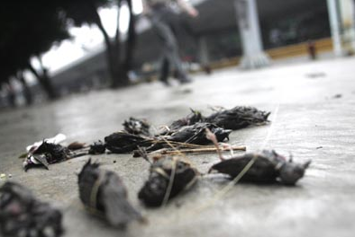 麻雀能不能吃大米 106877932.png