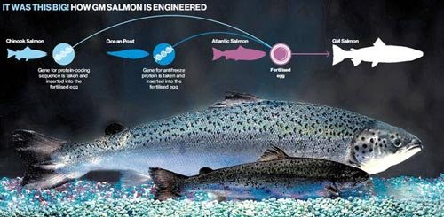 首条转基因鱼将走向餐桌 生长速度超白羽鸡