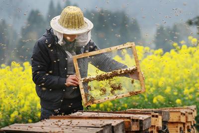 江苏患癌症老人拒绝化疗 坚持上山养蜂活百岁