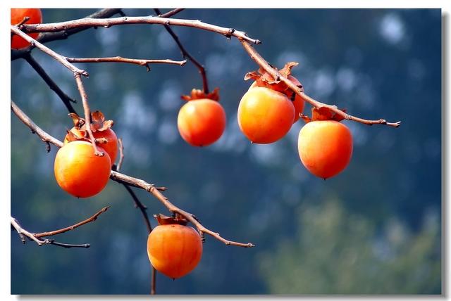 你知道吗?秋冬季节吃柿子不会流鼻涕!