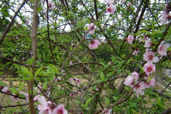 [清明]节气养生：明祭祀踏青防这些病