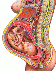 胎儿把准妈妈的内脏挤哪去了?