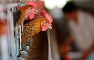 香港确认第5例人感染H7N9禽流感病例 病情危