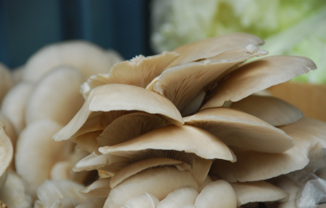 女性吃蘑菇好处多 能补血消脂淡斑