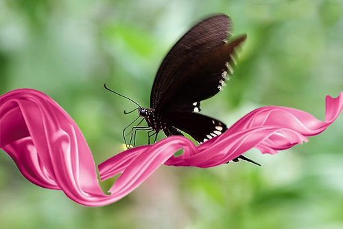 【认识粉红丝带上的黑蝴蝶her2阳性乳腺癌】